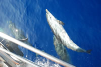Delfinai Viduržemio jūroje tarp Kretos ir Maltos.